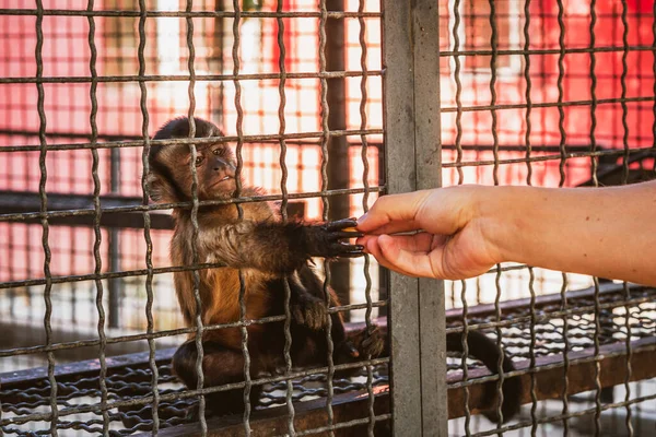 Little monkey holds on to the metal rods of the cage with its paws. Animal rights protection and animal abuse concept. Wildlife in captivity idea. Selective focus.