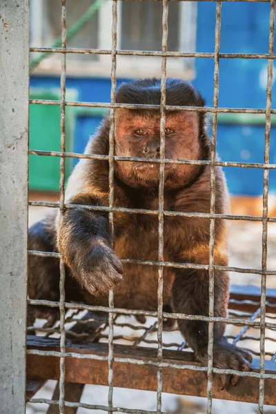 Little monkey holds on to the metal rods of the cage with its paws. Animal rights protection and animal abuse concept. Wildlife in captivity idea. Selective focus.