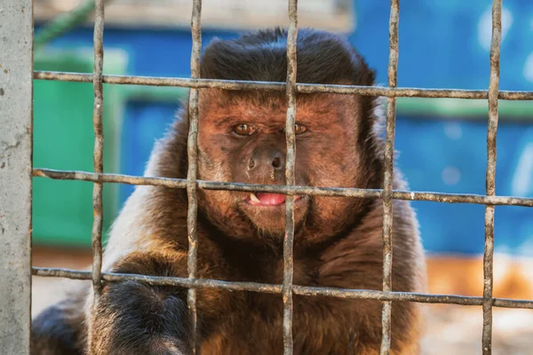 Little monkey holds on to the metal rods of the cage with its paws. Animal rights protection and animal abuse concept. Wildlife in captivity idea. Selective focus.