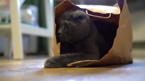 Gato Gris Raza Pliegue Escocés Sienta Una Bolsa Papel Artesanal — Vídeos de Stock