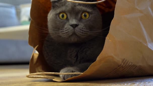 Сірий Кіт Породи Шотландської Складки Сидить Сумці Паперових Ремесел Спостерігає — стокове відео