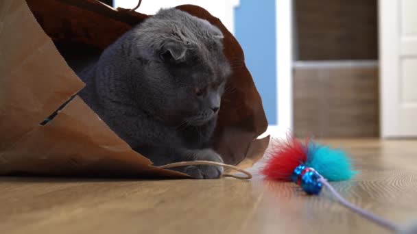 Gato Gris Juguetón Raza Pliegue Escocés Sienta Una Bolsa Papel — Vídeos de Stock