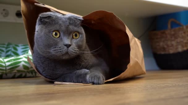 Chat Gris Race Écossaise Trouve Dans Sac Artisanal Papier Regarde — Video