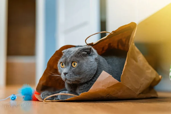 Gato Cinza Com Olhos Amarelos Senta Saco Papel Esperando Jogo — Fotografia de Stock