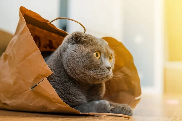 Gato Gris Con Ojos Amarillos Sienta Una Bolsa Papel Esperando —  Fotos de Stock