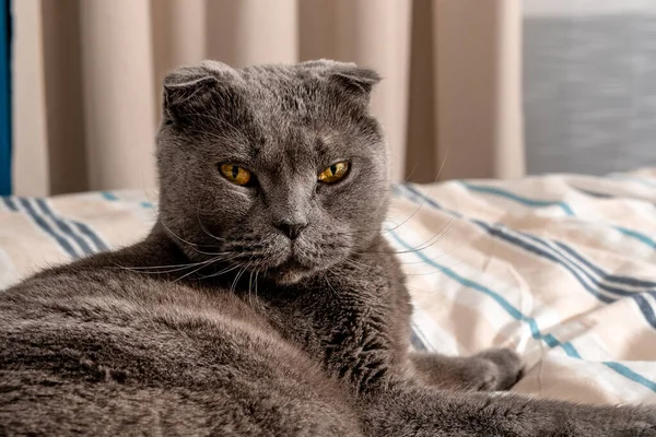 Gato Crianza Escocés Pliegue Sentado Cama Acogedor Interior Moderno —  Fotos de Stock