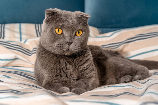 Cat breed Scottish fold sitting on the bed, cozy modern interior