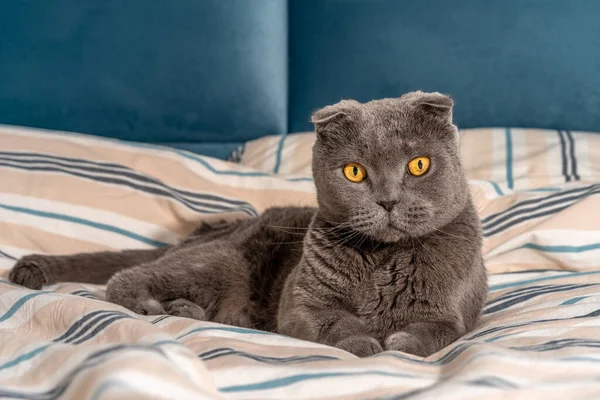Cat Rasa Scottish Krotnie Siedzi Łóżku Przytulne Nowoczesne Wnętrze — Zdjęcie stockowe