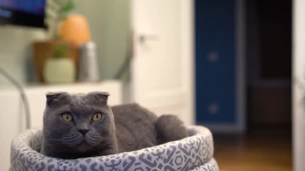 부드러운 침대에 고개를 돌리는 고양이 스코틀랜드식 — 비디오