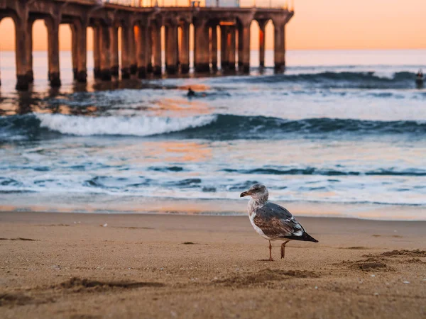 Uma Gaivota Corvo Marinho Caminha Areia Cais Califórnia Eua Belo — Fotografia de Stock