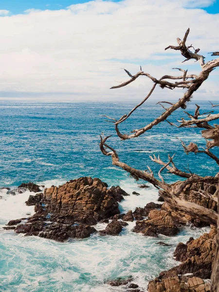 Vista Pitoresca Oceano Perto Cipreste Solitária Califórnia Eua — Fotografia de Stock