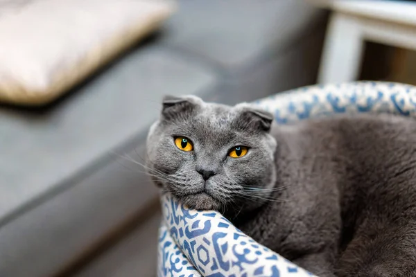 Grey Cat Scottish Fold Home — Stock Photo, Image