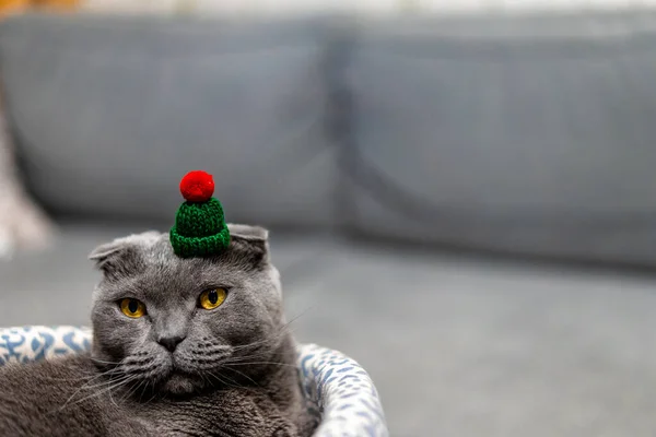Szürke Macska Skót Fold Ban Egy Karácsonyi Kalap — Stock Fotó
