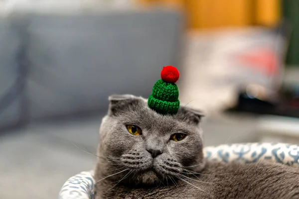 Gato Cinza Dobra Escocesa Chapéu Natal — Fotografia de Stock