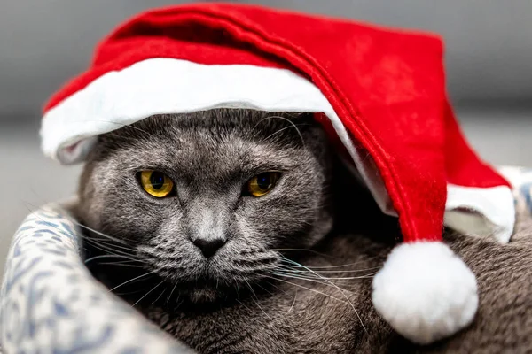 Šedá Kočka Skotský Záhyb Vánočním Klobouku — Stock fotografie