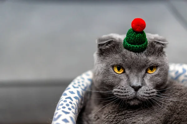 Szürke Macska Skót Fold Ban Egy Karácsonyi Kalap — Stock Fotó