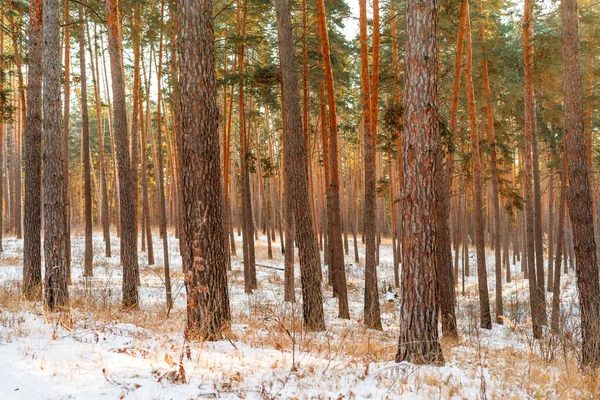 Красивый Снежный Зимний Лес Соснами Зимний Пейзаж — стоковое фото