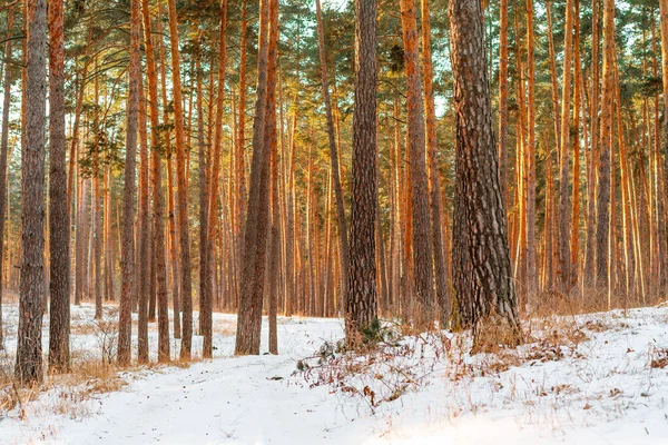 Vacker Snöig Vinterskog Med Tallar Vinterlandskap — Stockfoto