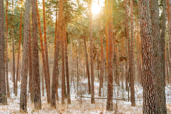 Hermoso Bosque Invierno Nevado Con Pinos Paisaje Invierno —  Fotos de Stock