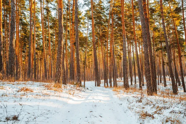 Belle Forêt Hivernale Enneigée Avec Pins Paysage Hivernal — Photo