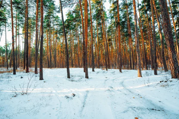 Vacker Snöig Vinterskog Med Tallar Vinterlandskap — Stockfoto