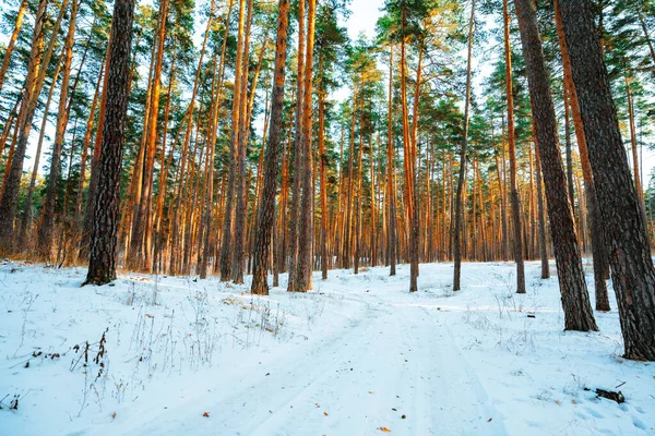 Vacker Snöig Vinterskog Med Tallar Vinterlandskap — Stockfoto