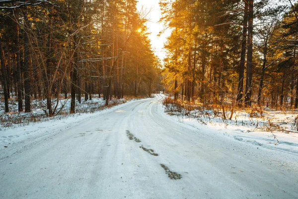 Vacker Snöig Vinterskog Med Tallar Vinterlandskap — Stockfoto