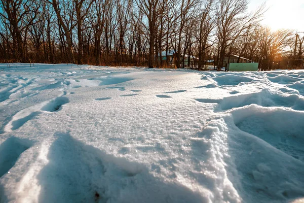 Sníh Lese Zimní Krajina — Stock fotografie