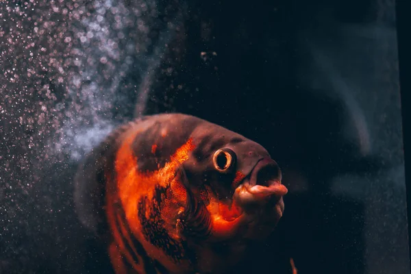Oscar Vissen Het Aquarium Donkere Achtergrond — Stockfoto