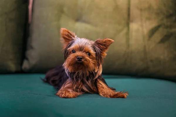 Yorkshire Terrier Dog Home Couch — Stock Photo, Image