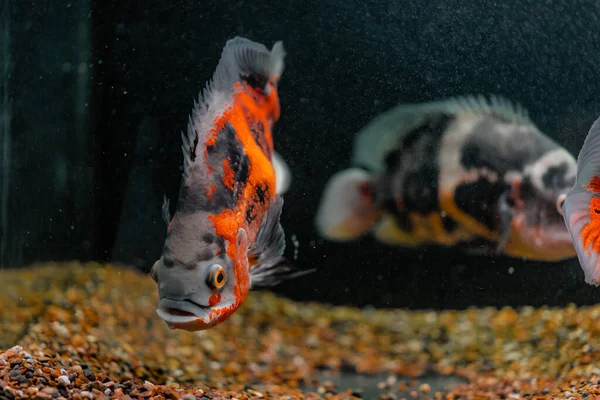 Oscar Vissen Het Aquarium Donkere Achtergrond — Stockfoto