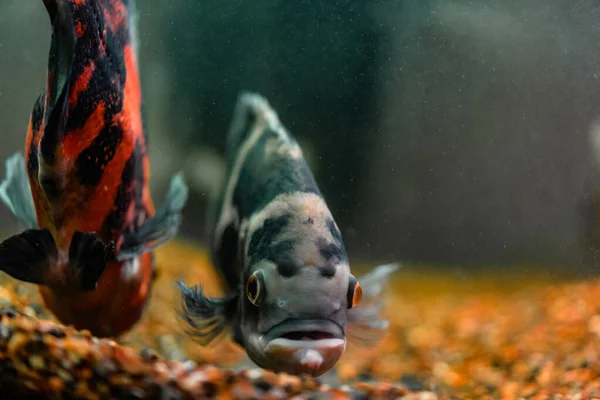 Oscar Ryba Akwarium Ciemnym Tle — Zdjęcie stockowe