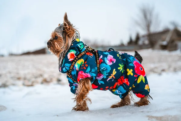 Sıcak Takım Elbiseli Yorkshire Terrier Köpeği Dışarıda Kışın Karlı Manzarayla — Stok fotoğraf