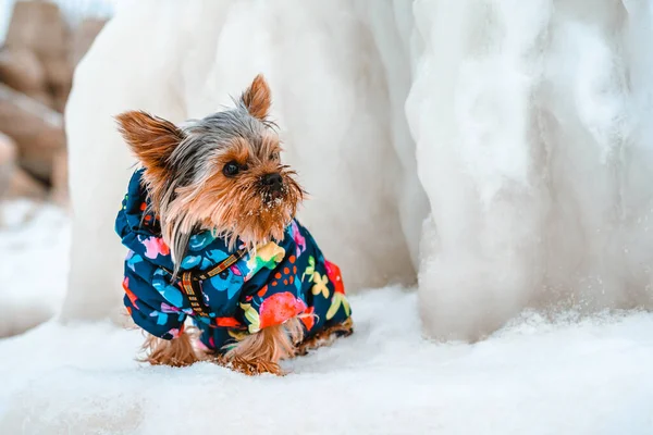 Sıcak Takım Elbiseli Yorkshire Terrier Köpeği Dışarıda Kışın Karlı Manzarayla — Stok fotoğraf