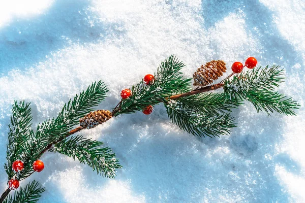 크리스마스 나뭇가지 — 스톡 사진