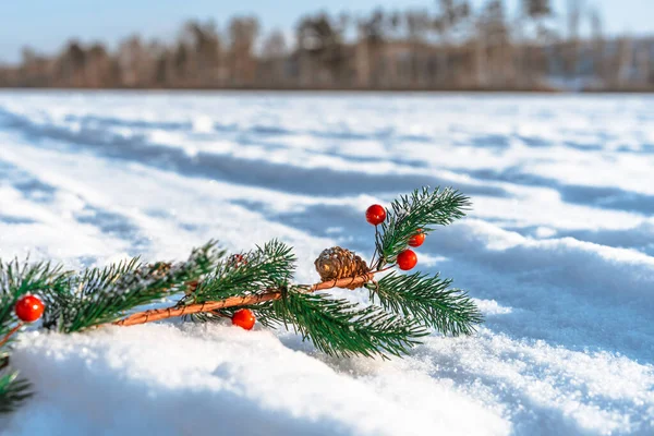 Karda Yatan Noel Ağacı Dalı — Stok fotoğraf