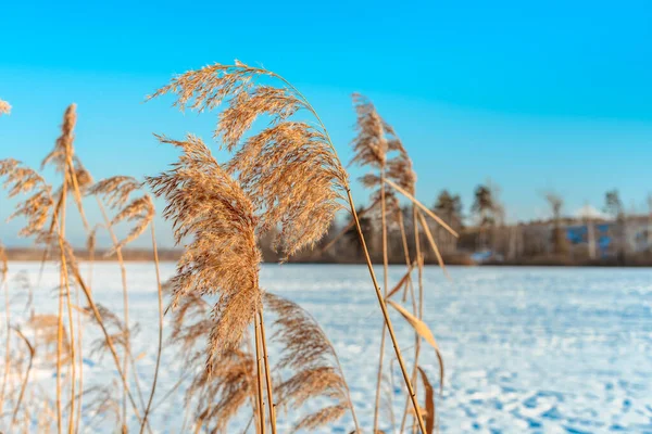 Fluffy Riet Zwaaien Wind Een Zonnige Winterdag Mooie Natuurlijke Achtergrond — Stockfoto