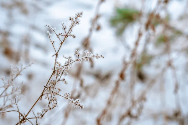 Tree Branch Covered Snow Background Winter Forest Close — Stock Photo, Image