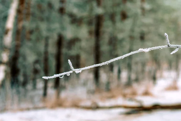 Ramo Albero Coperto Neve Sullo Sfondo Una Foresta Invernale Primo — Foto Stock