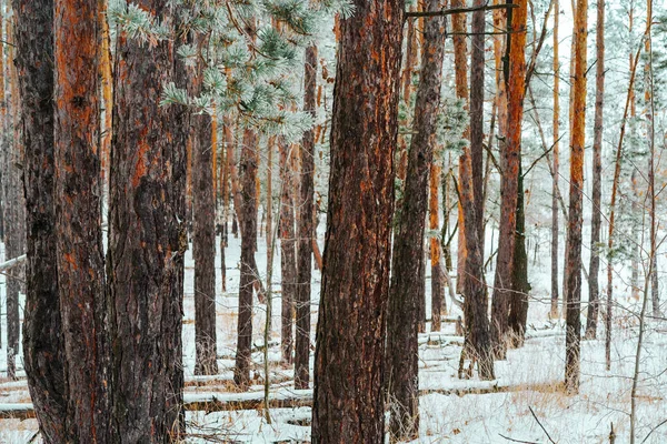 Tallar Täckta Med Snö Vackert Vinterlandskap — Stockfoto