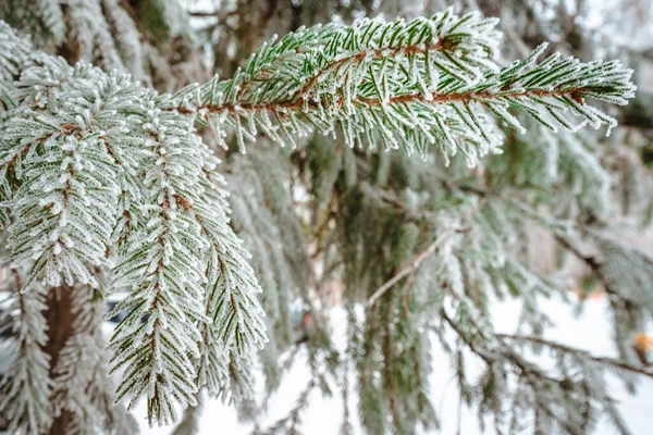 Snö Täckt Tall Grenar Närbild — Stockfoto