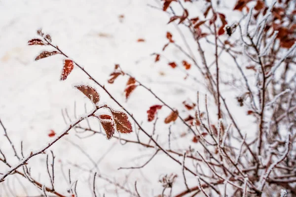 Buskgrenar Vintern Naturlig Vinter Bakgrund — Stockfoto