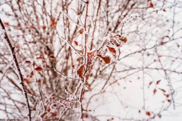 Bokrok Ágai Télen Természetes Téli Háttér — Stock Fotó