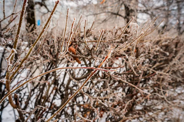 Zweige Von Büschen Winter Natürlicher Winterhintergrund — Stockfoto