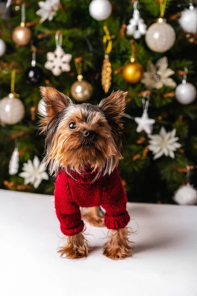 Cute Yorkshire Terrier Dog Christmas Tree Background — Stock Photo, Image