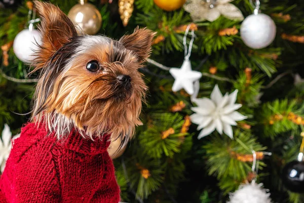 Aranyos Yorkshire Terrier Kutya Karácsonyfa Háttérben — Stock Fotó