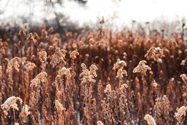 太陽の下で冬の自然 森の中の冬の日に雪で粉飾された乾燥茂み — ストック写真