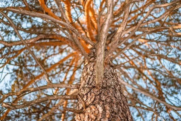 Ветвящаяся Сосна Сфотографированная Снизу Зимой Красивый Природный Фон — стоковое фото