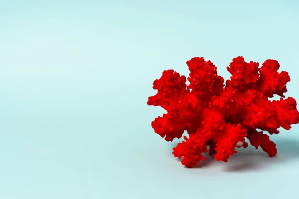 Red coral lies on a blue background, space for text