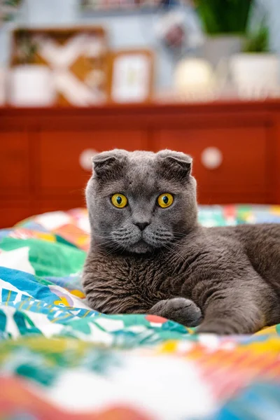 아름다운 현대식 실내가 침대보 고양이 스코틀랜드식 주름이 — 스톡 사진